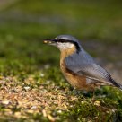 Nuthatch